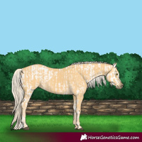Horse Color:Palomino Appaloosa  and Palomino 