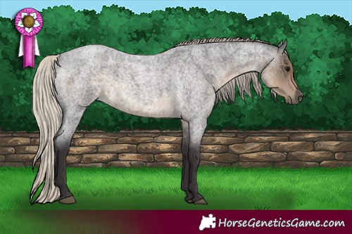 Horse Color:Silver Smoky Blue Roan 