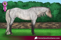 Horse Color:Silver Smoky Blue Roan 