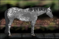 Horse Color:Black Ice 