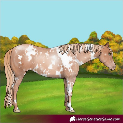 Horse Color:White Spotted Gold Champagne 
