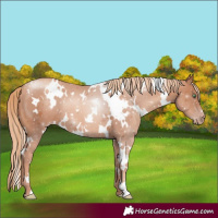Horse Color:White Spotted Gold Champagne