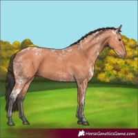 Horse Color:Bay Ice 