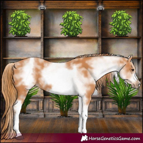 Horse Color:White Spotted Chestnut Sabino Frame 