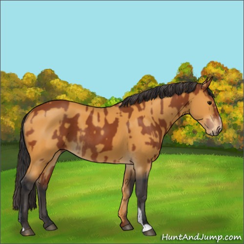 Horse Color:Bay Sabino Rabicano  and Buckskin Sabino Rabicano 