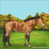 Horse Color:Bay Sabino Rabicano  and Buckskin Sabino Rabicano 