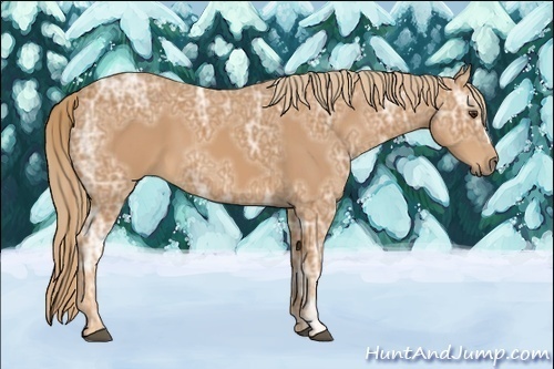 Horse Color:Chestnut Ice