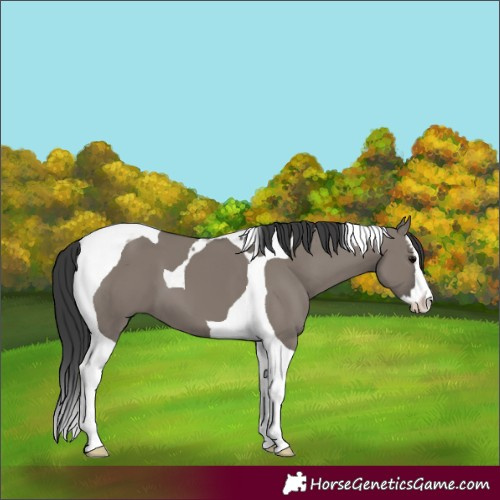 Horse Color:Grullo Splash Tobiano 