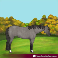 Horse Color:Smoky Grullo Roan 