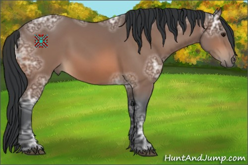 Horse Color:Bay Ice 