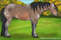 Horse Color:Bay Ice 
