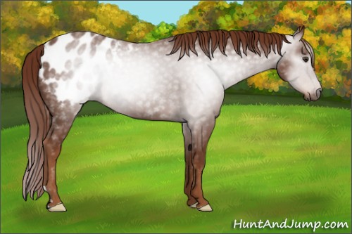 Horse Color:Gray Chestnut Appaloosa 