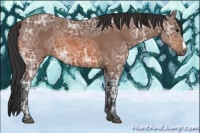 Horse Color:Bay Ice 