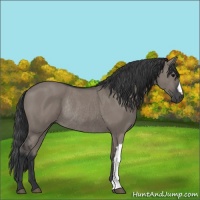 Horse Color:Grullo Rabicano 
