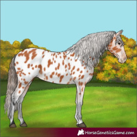 Horse Color:Bay Appaloosa
