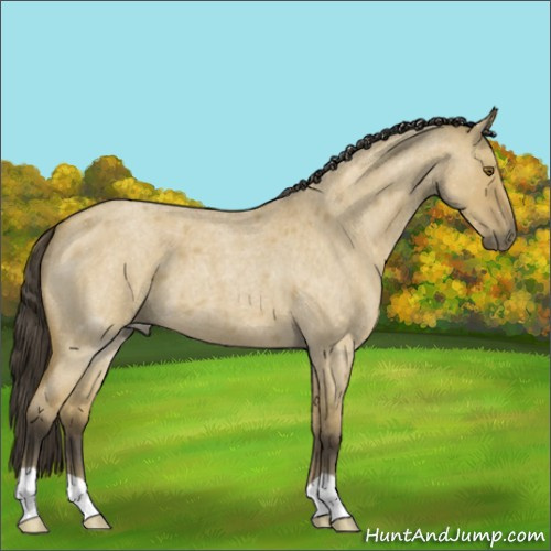 Horse Color:Buckskin Roan Dun