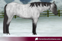 Horse Color:Smoky Blue Roan 
