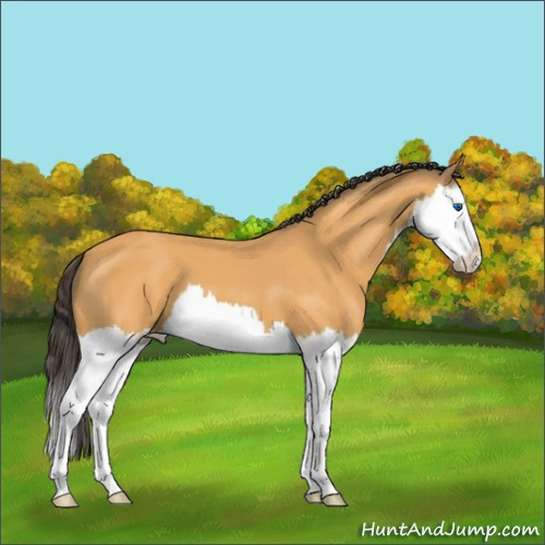 Horse Color:Buckskin Splash 