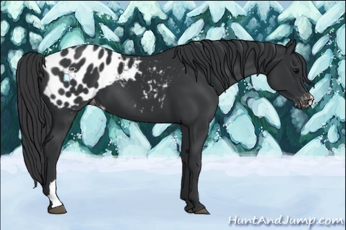Horse Color:Black Appaloosa 