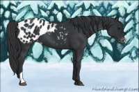 Horse Color:Black Appaloosa 