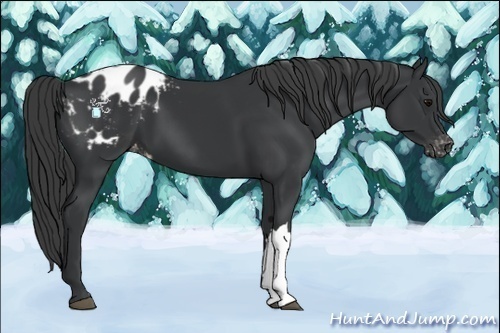 Horse Color:Black Appaloosa 