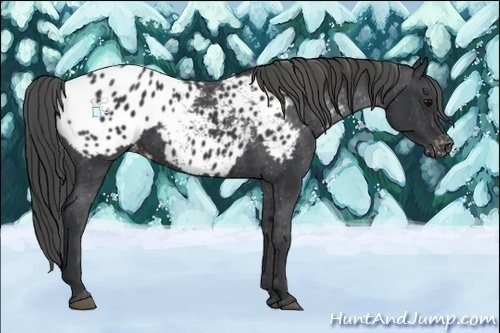 Horse Color:Black Appaloosa 