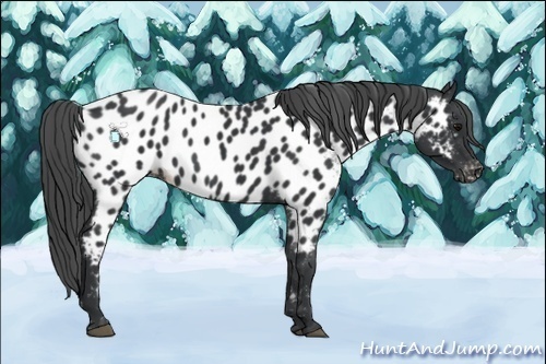 Horse Color:Black Near Leopard 