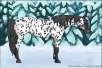 Horse Color:Black Near Leopard 