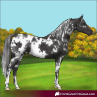 Horse Color:White Spotted Smoky Black 