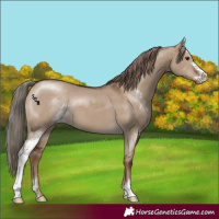 Horse Color:Liver Red Dun Sabino 