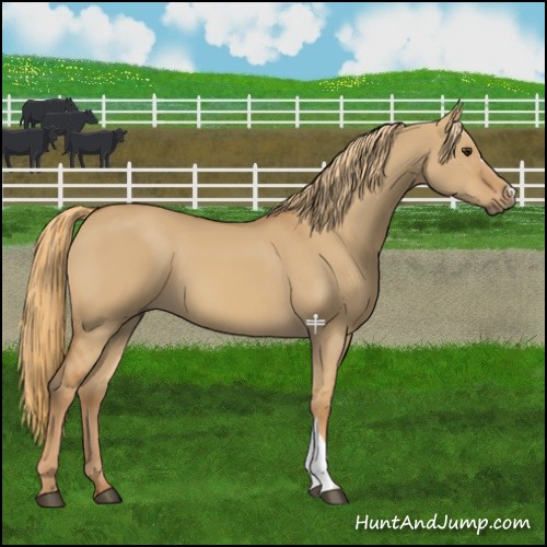 Horse Color:Red Dun