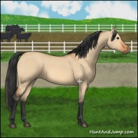 Horse Color:Bay Dun 