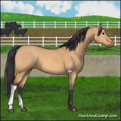 Horse Color:Bay Dun 