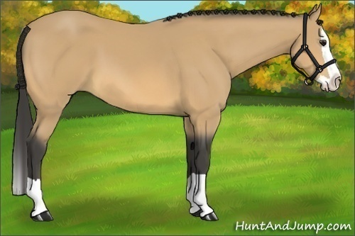 Horse Color:Buckskin Splash 