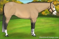 Horse Color:Buckskin Splash 