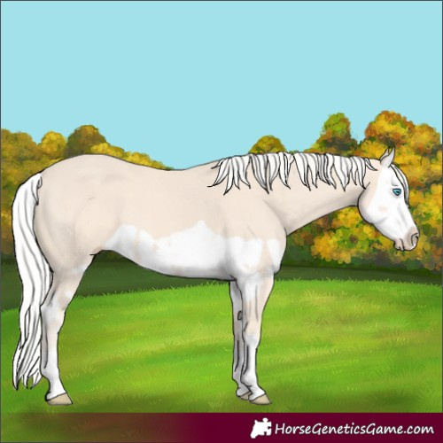 Horse Color:Cremello Splash  and Cremello Splash 