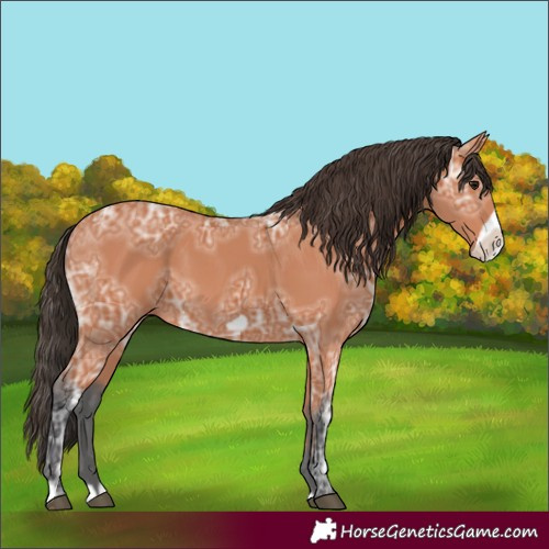 Horse Color:Bay Ice Frame 