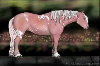 Horse Color:Watercolor White Spotted Silver Buckskin