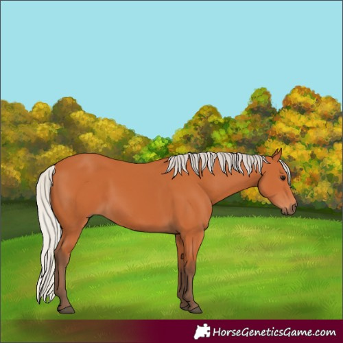 Horse Color:Silver Bay 