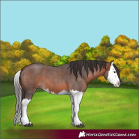 Horse Color:Brown Roan Splash 