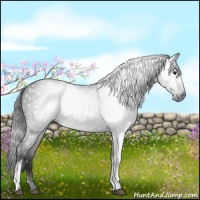 Horse Color:Gray White Spotted Smoky Black 