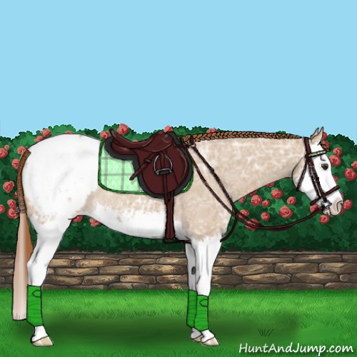Horse Color:Red Dun Ice Roan Splash Appaloosa 