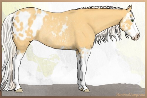 Horse Color:Silver Classic Cream Champagne Splash Appaloosa Rabicano 