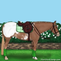 Horse Color:Red Roan Appaloosa 