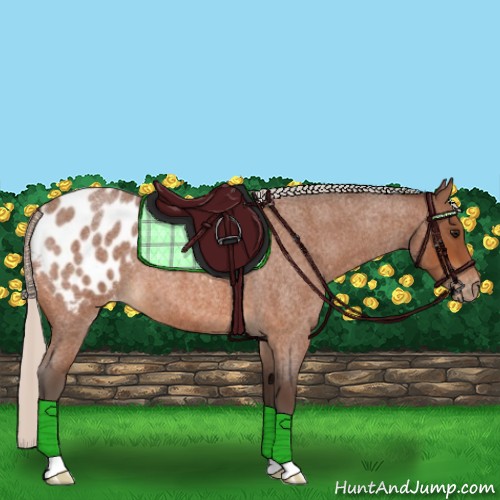 Horse Color:Silver Bay Roan Appaloosa 