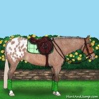 Horse Color:Silver Bay Roan Appaloosa