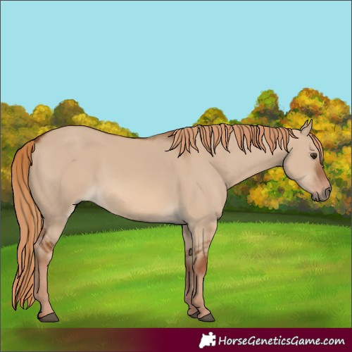 Horse Color:Red Dun 