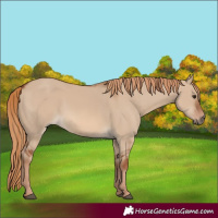 Horse Color:Red Dun 