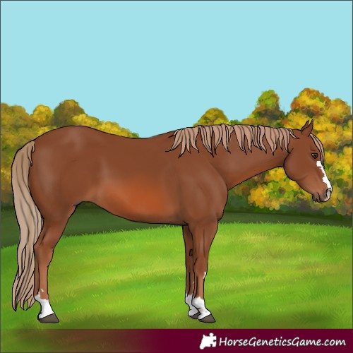 Horse Color:Chestnut 