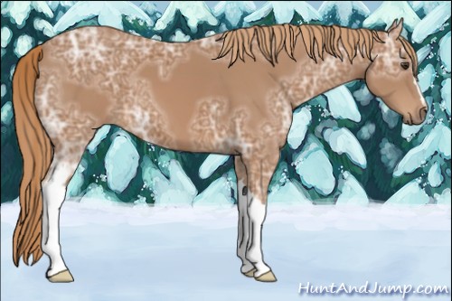 Horse Color:Chestnut Ice 
